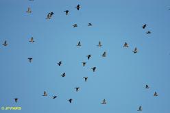 Pigeon ramier